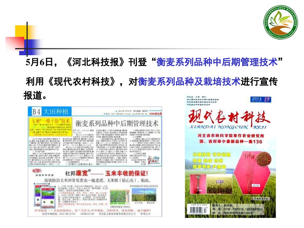 5月6日，《河北科技报》刊登 衡麦系列品种中后期管理技术