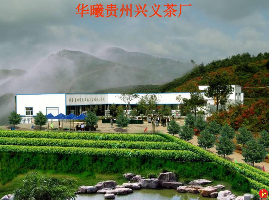 华曦贵州兴义茶厂
