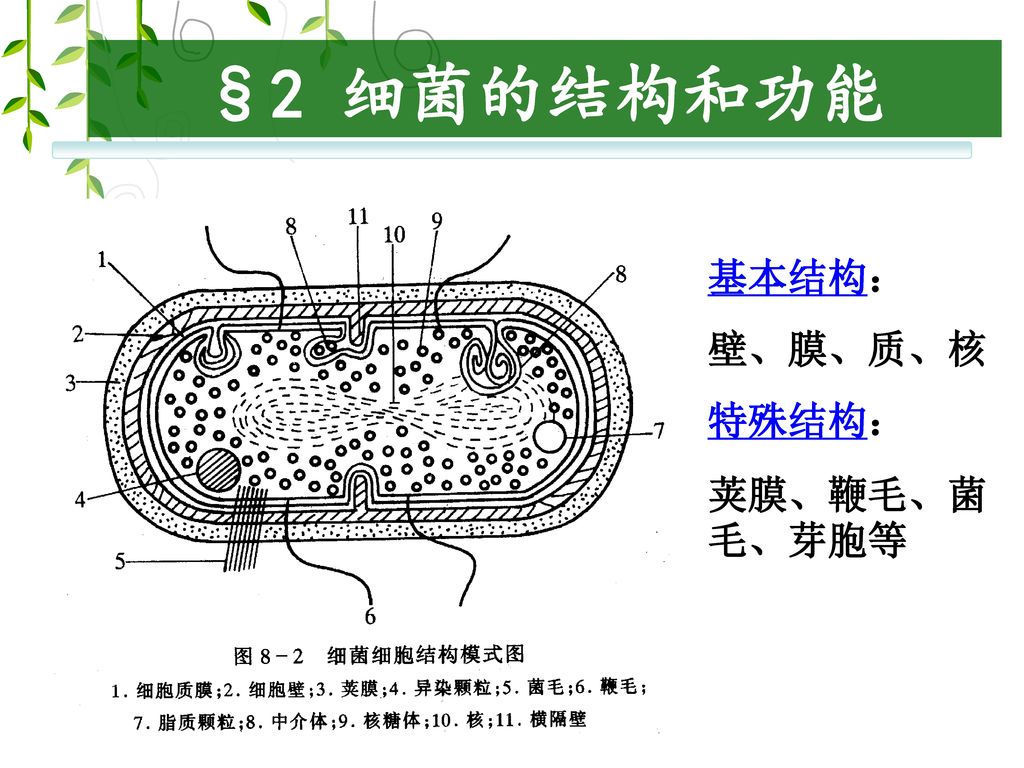 §2 细菌的结构和功能 基本结构： 壁、膜、质、核 特殊结构： 荚膜、鞭毛、菌毛、芽胞等