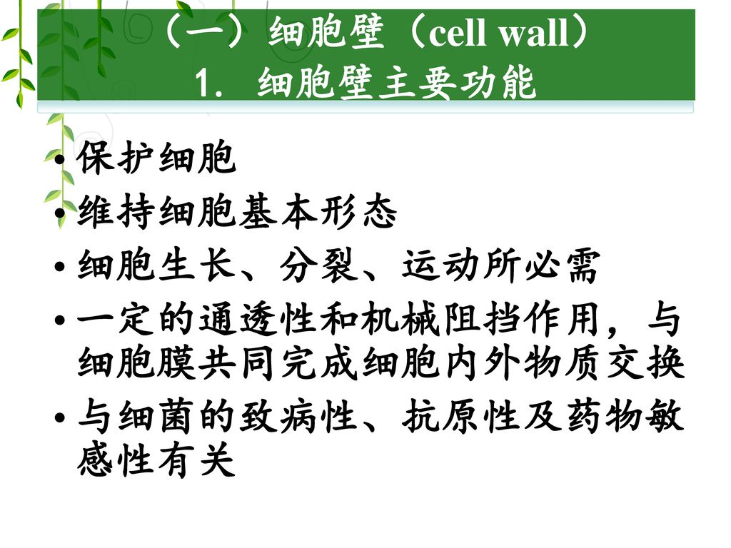 （一）细胞壁（cell wall） 1. 细胞壁主要功能