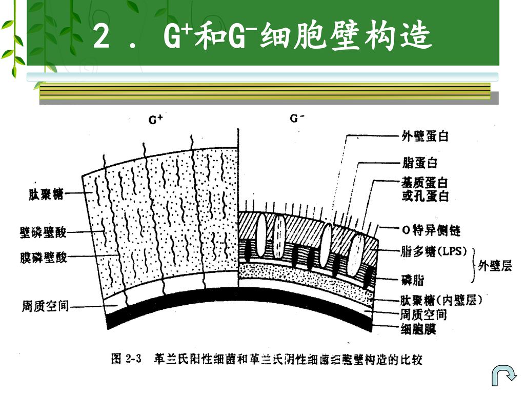 2 . G+和G-细胞壁构造