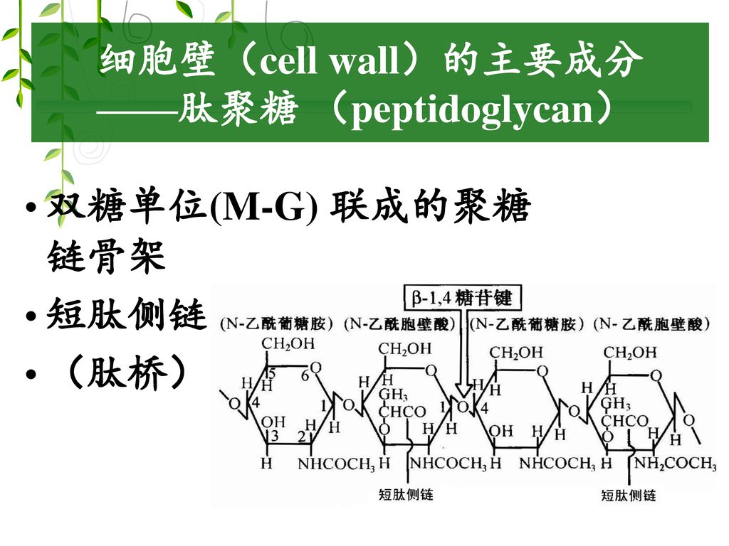 细胞壁（cell wall）的主要成分 ——肽聚糖 （peptidoglycan）
