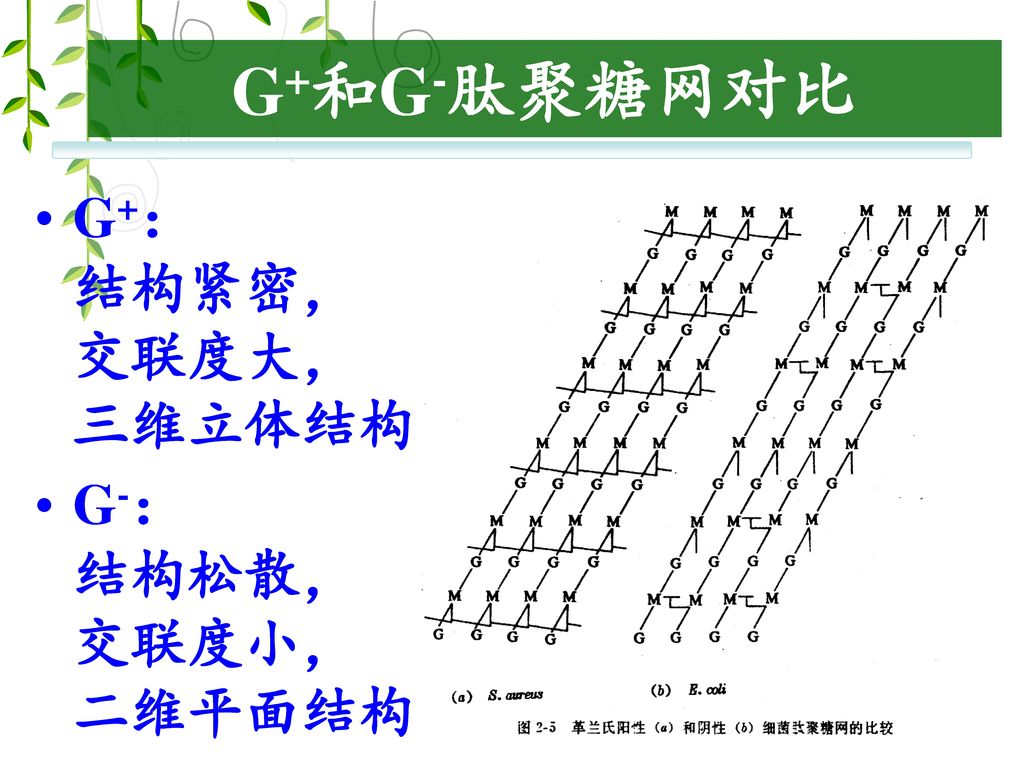 G+和G-肽聚糖网对比 G+： 结构紧密， 交联度大， 三维立体结构 G-： 结构松散， 交联度小， 二维平面结构