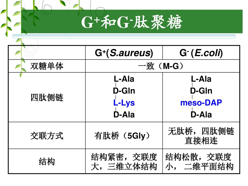 G+和G-肽聚糖 G+(S.aureus) G- (E.coli) 双糖单体 一致（M-G） 四肽侧链 L-Ala D-Gln L-Lys