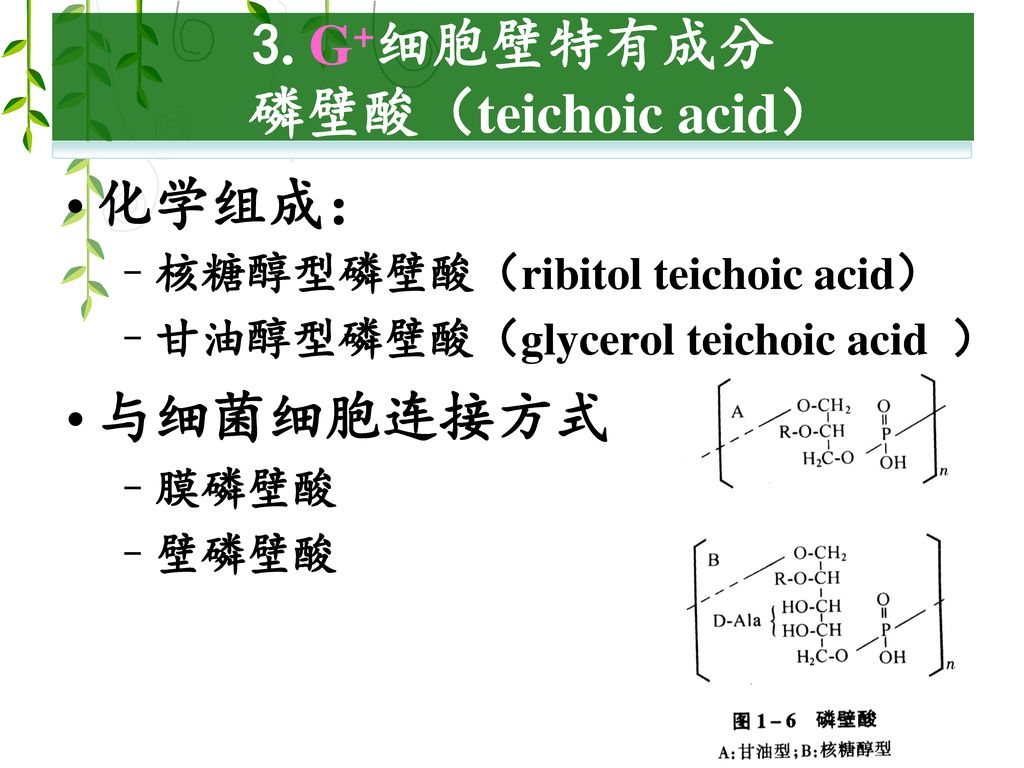 3. G+细胞壁特有成分 磷壁酸（teichoic acid）