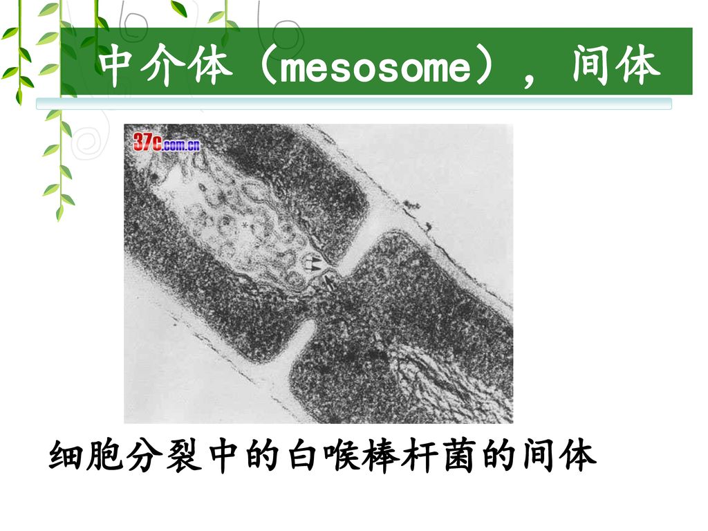 中介体（mesosome），间体 细胞分裂中的白喉棒杆菌的间体