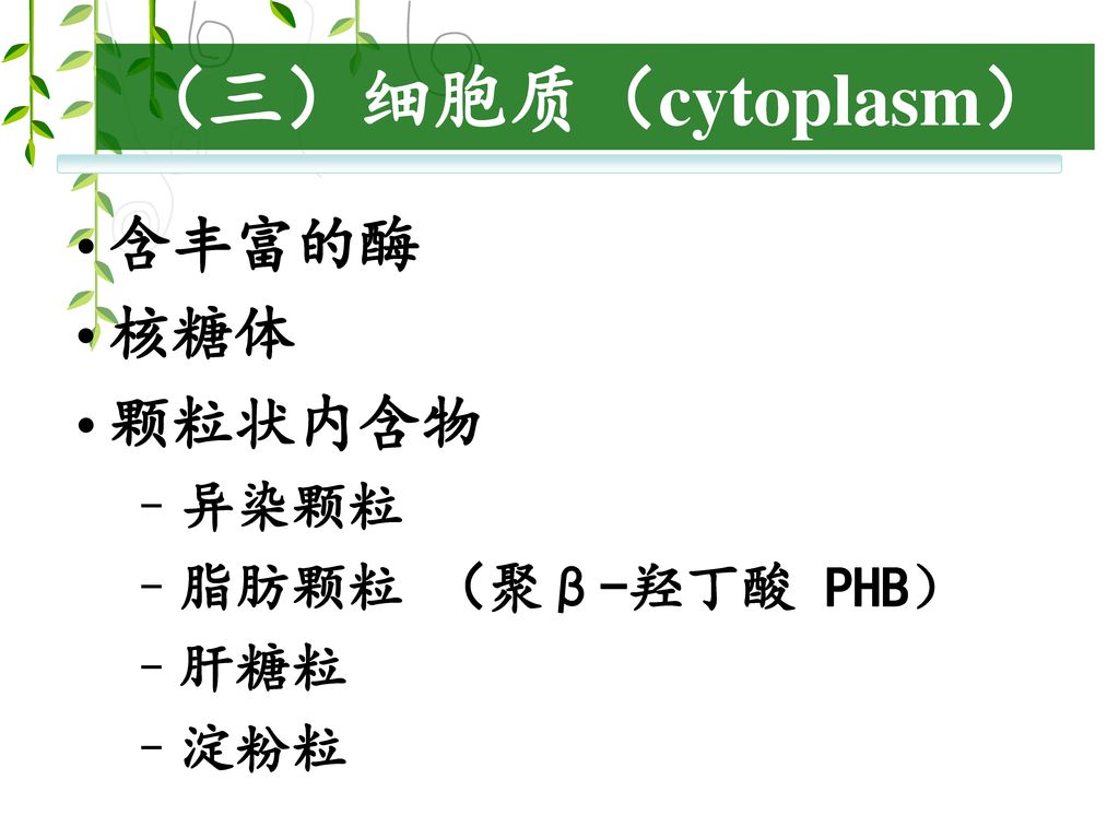 （三）细胞质（cytoplasm） 含丰富的酶 核糖体 颗粒状内含物 异染颗粒 脂肪颗粒 （聚β-羟丁酸 PHB） 肝糖粒 淀粉粒
