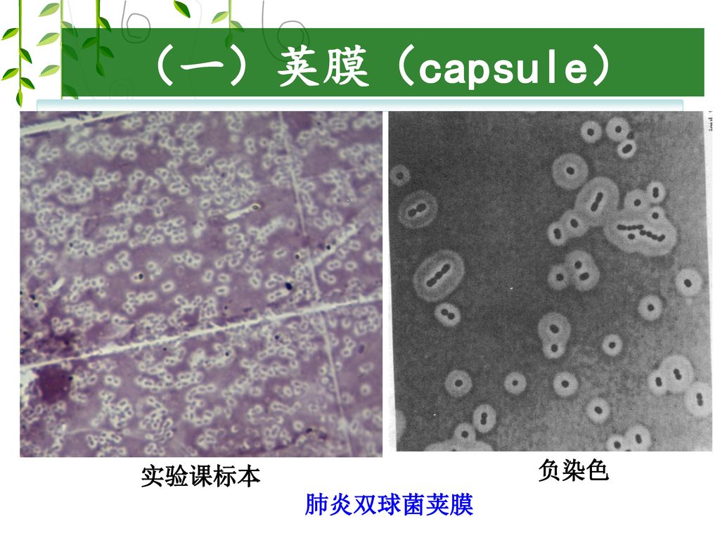 （一）荚膜（capsule） 负染色 实验课标本 肺炎双球菌荚膜