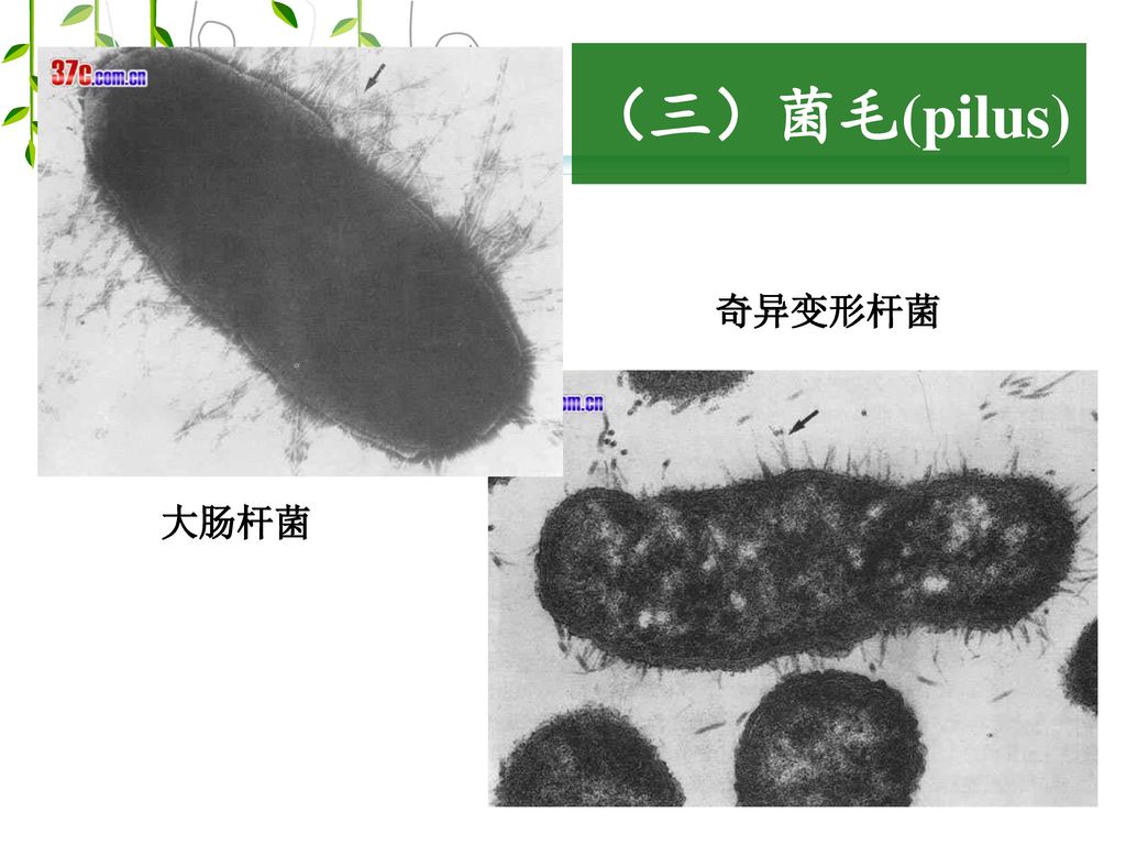（三）菌毛(pilus) 奇异变形杆菌 大肠杆菌