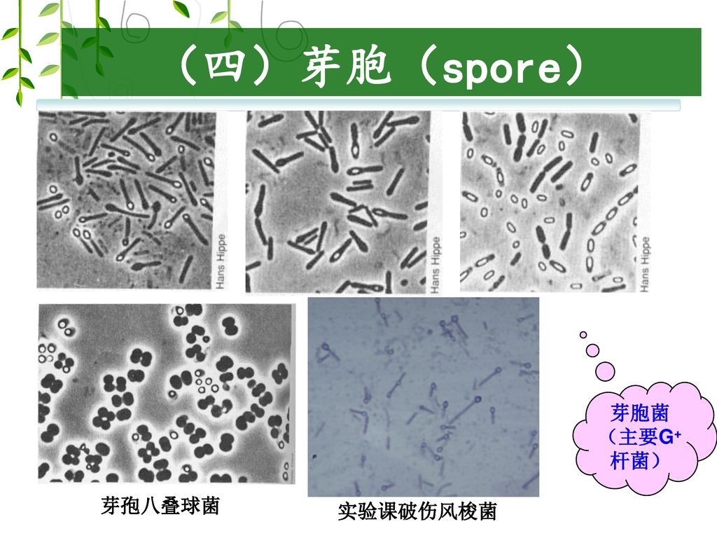 （四）芽胞（spore） 芽胞菌 （主要G+杆菌） 芽孢八叠球菌 实验课破伤风梭菌