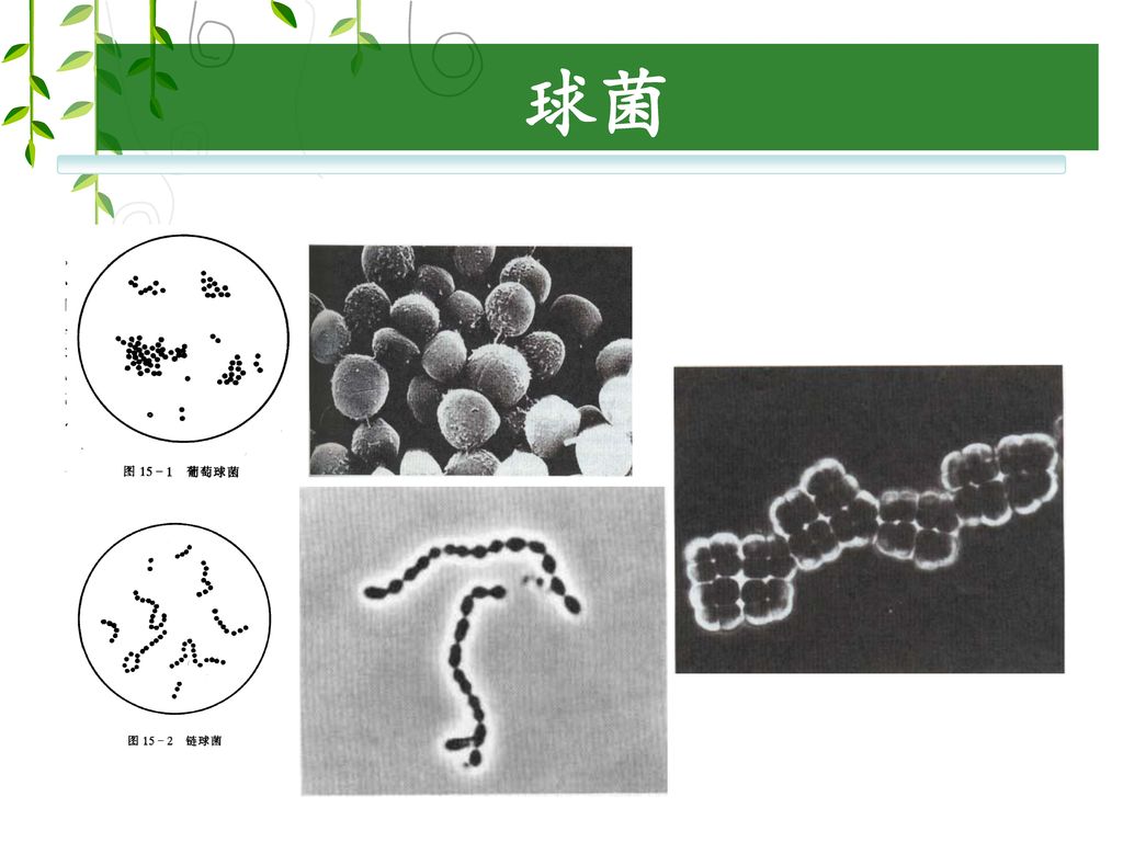 八叠球菌形态特征图片