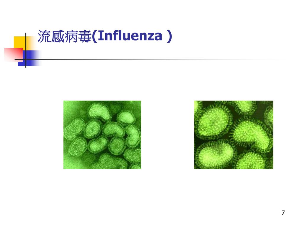 流感病毒(Influenza )