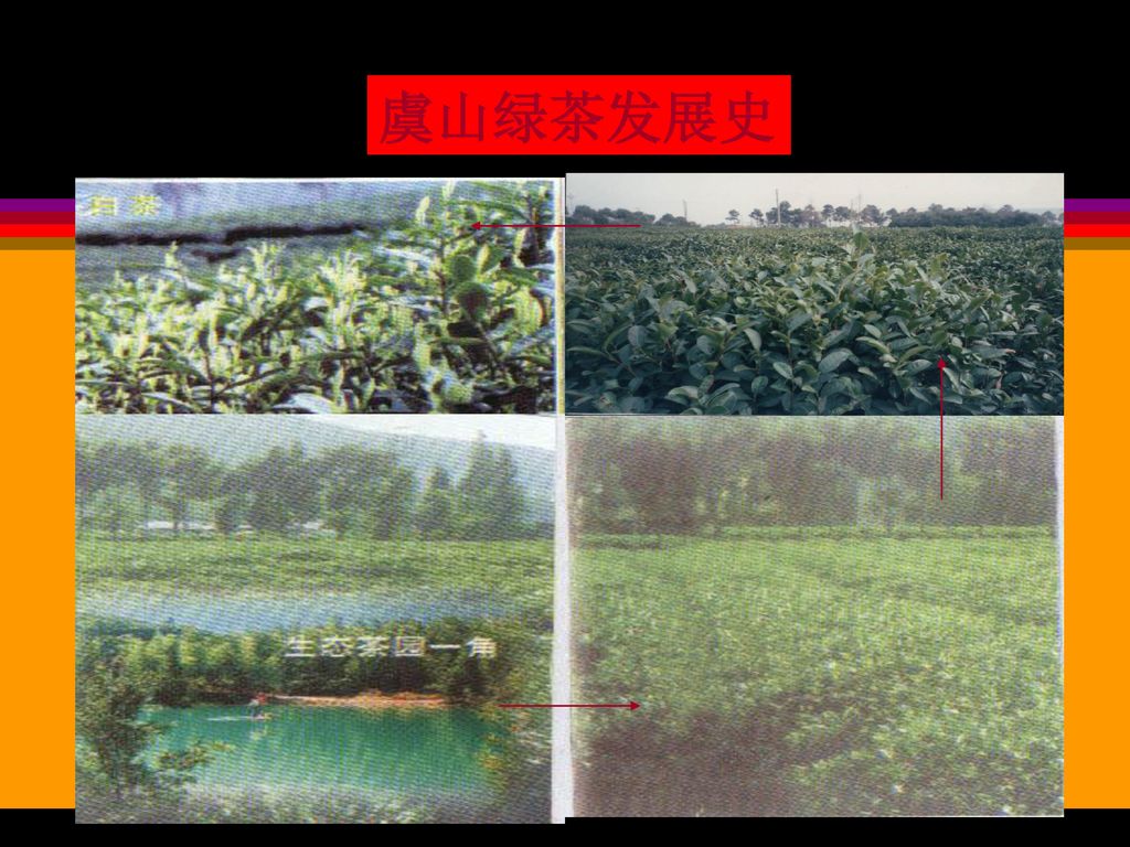 虞山绿茶发展史
