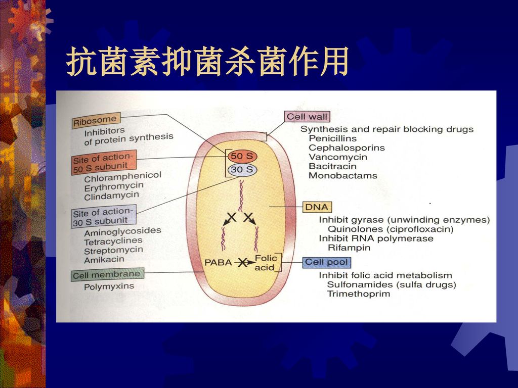 临床常用抗菌药物作用机制 上海第二医科大学 瑞金临床医学院 洪秀华.