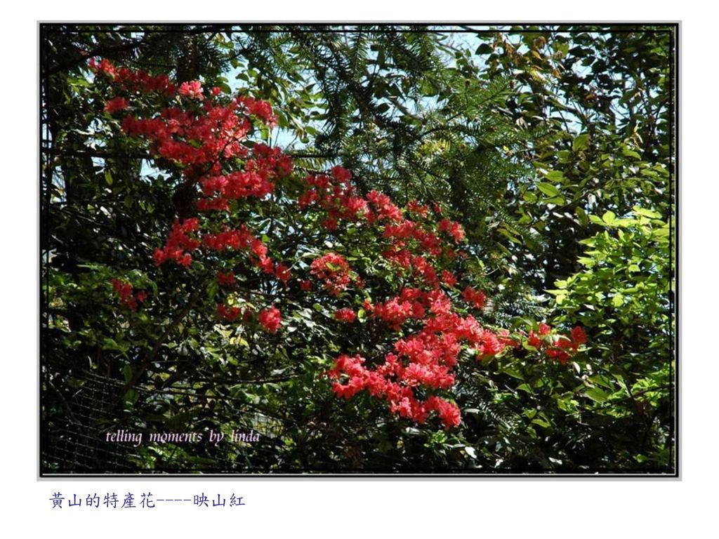 黃山的特產花----映山紅