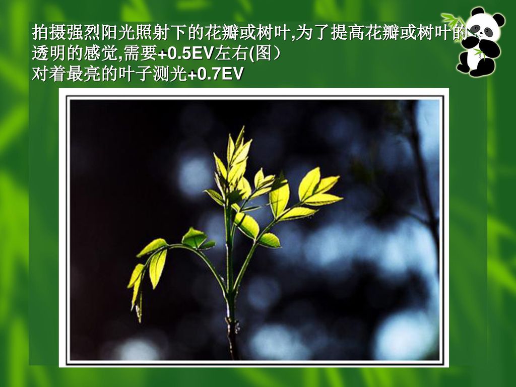 拍摄强烈阳光照射下的花瓣或树叶,为了提高花瓣或树叶的透明的感觉,需要+0.5EV左右(图） 对着最亮的叶子测光+0.7EV