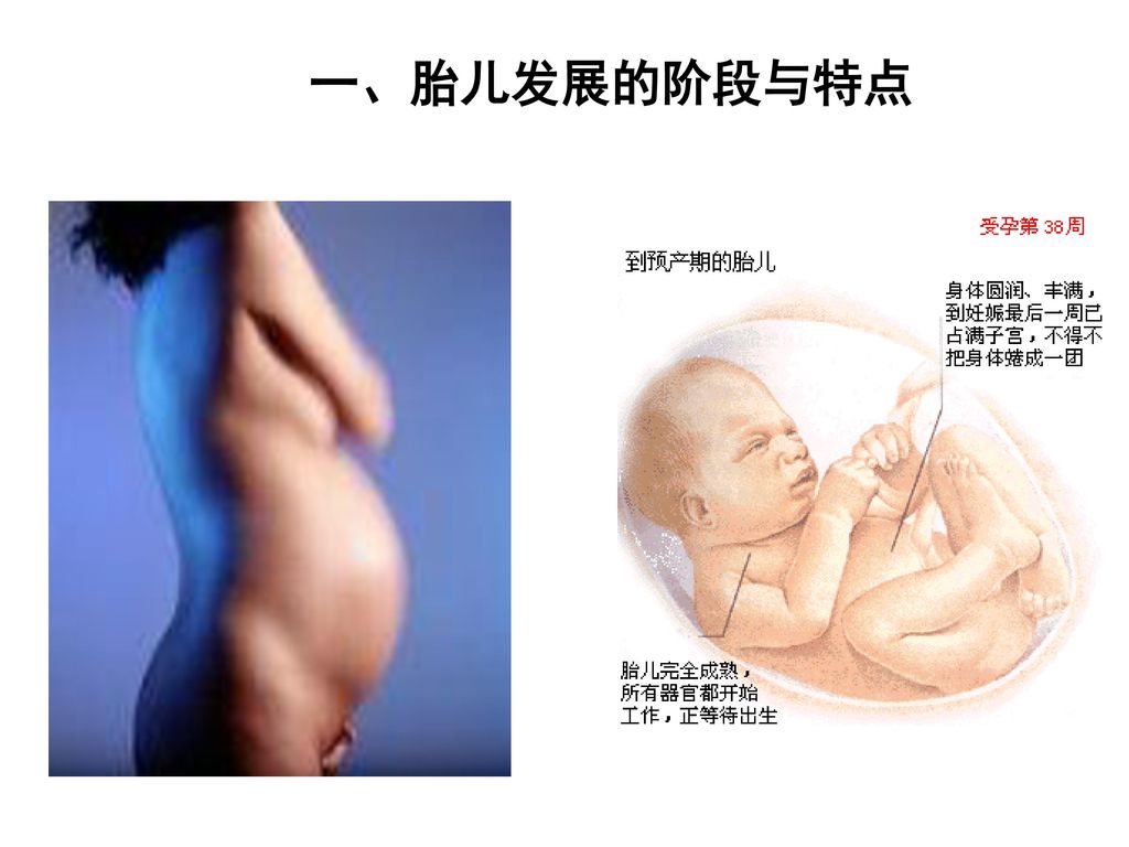 一、胎儿发展的阶段与特点