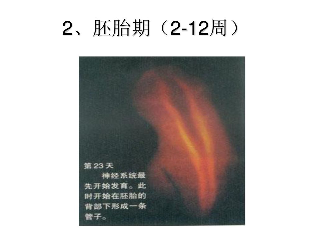 2、胚胎期（2-12周）