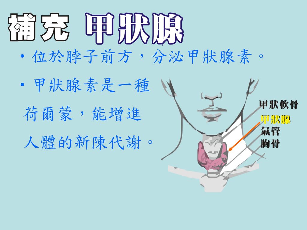 位於脖子前方，分泌甲狀腺素。 甲狀腺素是一種 荷爾蒙，能增進 人體的新陳代謝。