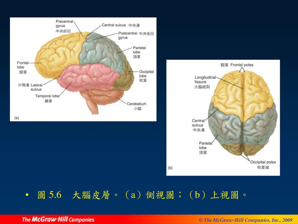 圖 5.6 大腦皮層。（a）側視圖；（b）上視圖。