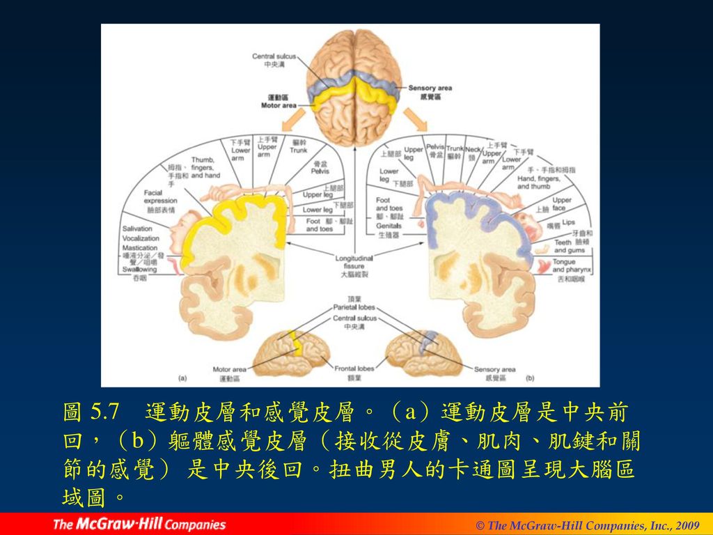 圖 5.7 運動皮層和感覺皮層。（a）運動皮層是中央前回，（b）軀體感覺皮層（接收從皮膚、肌肉、肌鍵和關節的感覺） 是中央後回。扭曲男人的卡通圖呈現大腦區域圖。