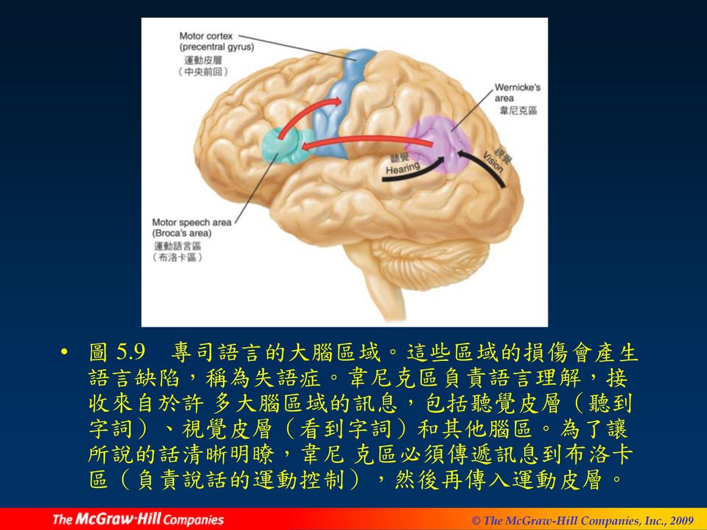 圖 5.9 專司語言的大腦區域。這些區域的損傷會產生語言缺陷，稱為失語症。韋尼克區負責語言理解，接收來自於許 多大腦區域的訊息，包括聽覺皮層（聽到字詞）、視覺皮層（看到字詞）和其他腦區。為了讓所說的話清晰明瞭，韋尼 克區必須傳遞訊息到布洛卡區（負責說話的運動控制），然後再傳入運動皮層。