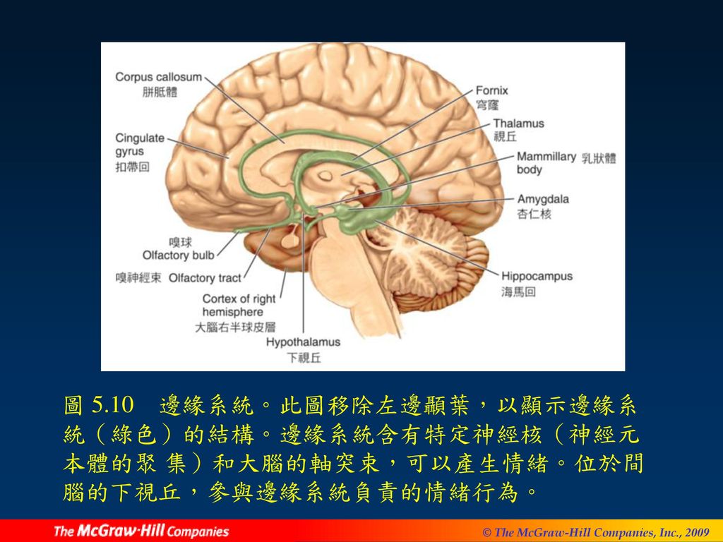 圖 5.10 邊緣系統。此圖移除左邊顳葉，以顯示邊緣系統（綠色）的結構。邊緣系統含有特定神經核（神經元本體的聚 集）和大腦的軸突束，可以產生情緒。位於間腦的下視丘，參與邊緣系統負責的情緒行為。