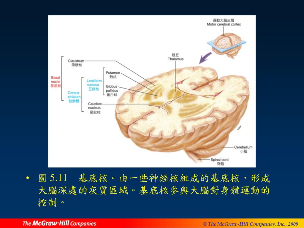 圖 5.11 基底核。由一些神經核組成的基底核，形成大腦深處的灰質區域。基底核參與大腦對身體運動的控制。