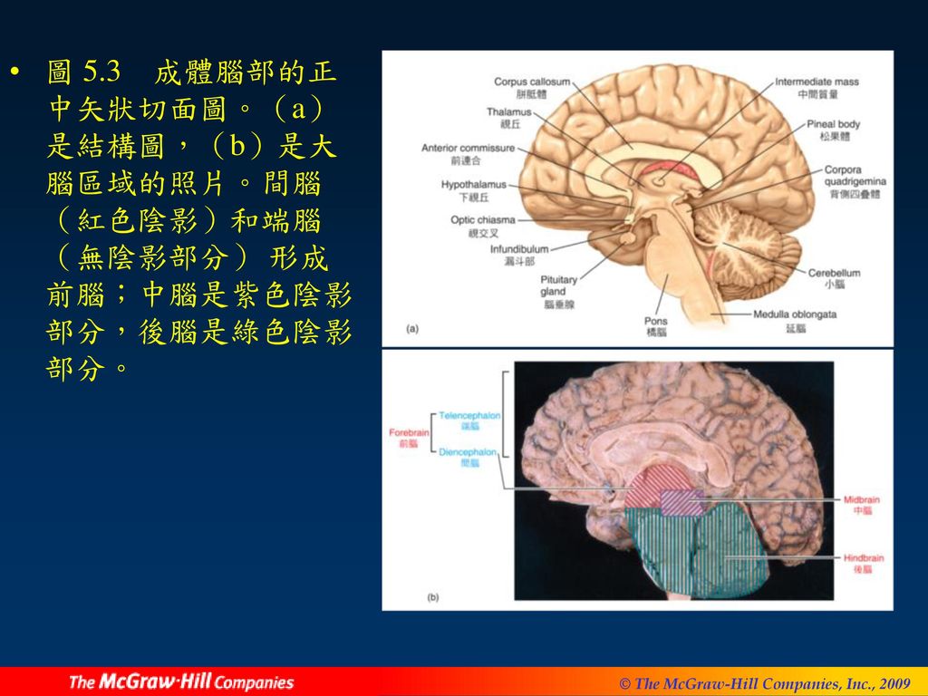 圖 5.3 成體腦部的正中矢狀切面圖。（a）是結構圖，（b）是大腦區域的照片。間腦（紅色陰影）和端腦（無陰影部分） 形成前腦；中腦是紫色陰影部分，後腦是綠色陰影部分。
