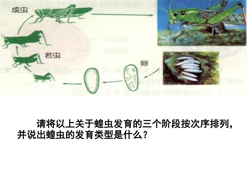 请将以上关于蝗虫发育的三个阶段按次序排列，并说出蝗虫的发育类型是什么？