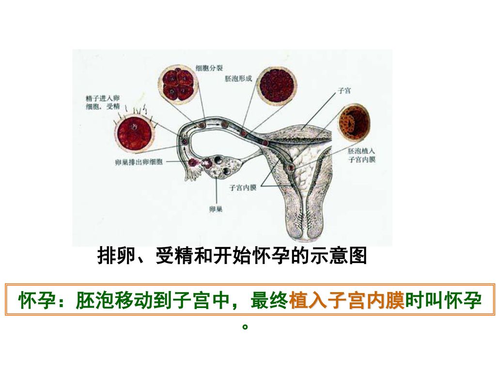 怀孕：胚泡移动到子宫中，最终植入子宫内膜时叫怀孕。