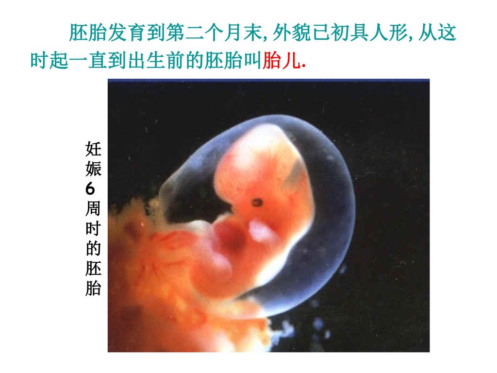 胚胎发育到第二个月末,外貌已初具人形,从这时起一直到出生前的胚胎叫胎儿.