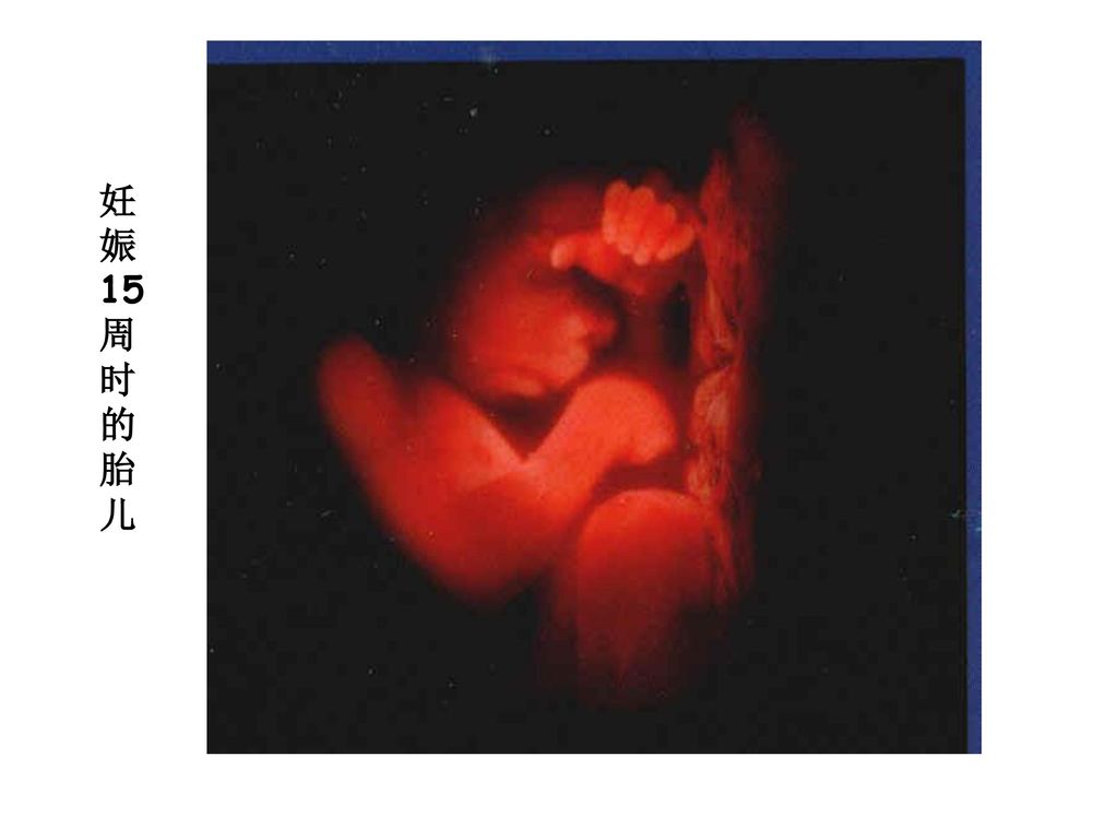 妊 娠 15 周 时 的 胎 儿