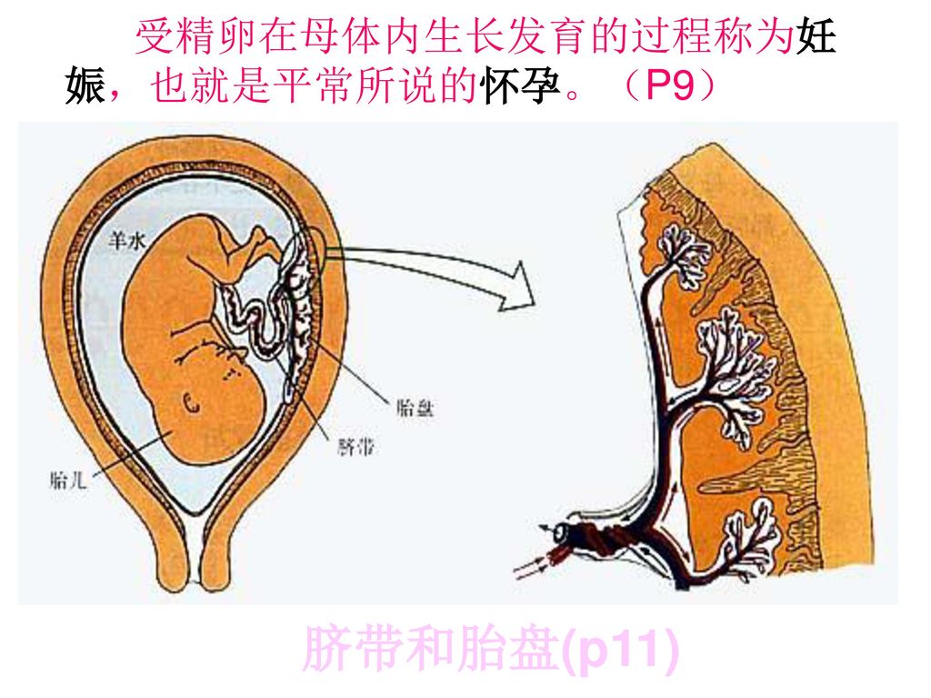 受精卵在母体内生长发育的过程称为妊娠，也就是平常所说的怀孕。（P9）