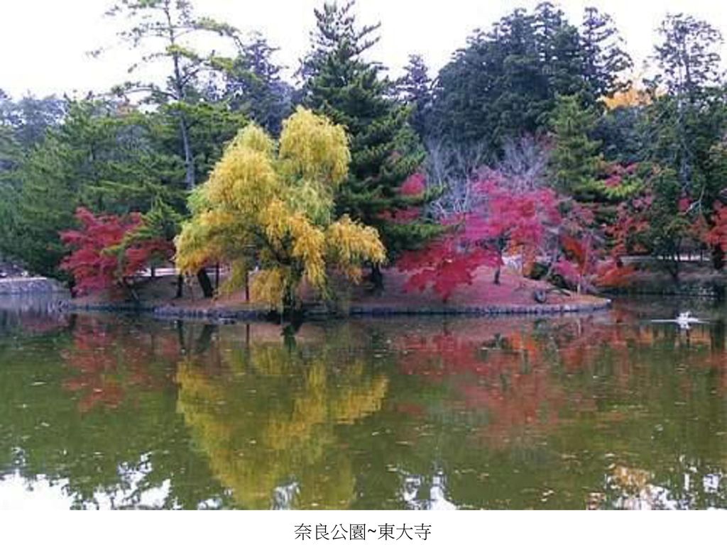 奈良公園~東大寺