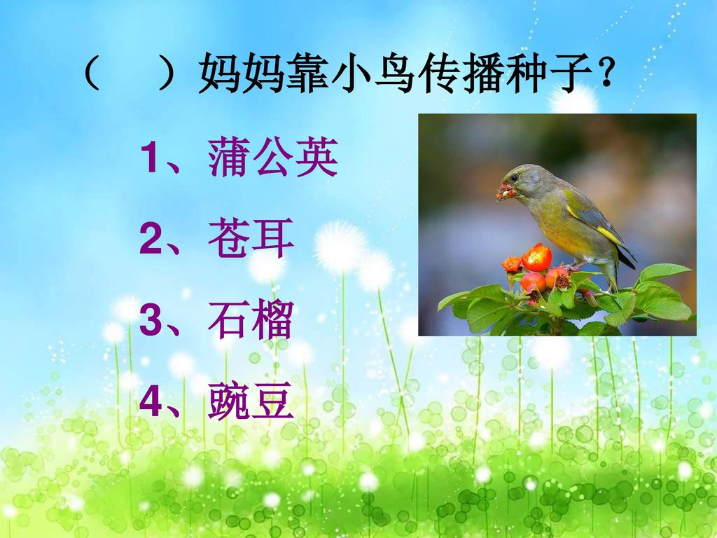 （ ）妈妈靠小鸟传播种子？ 1、蒲公英 2、苍耳 3、石榴 4、豌豆