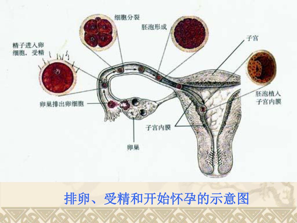 排卵、受精和开始怀孕的示意图
