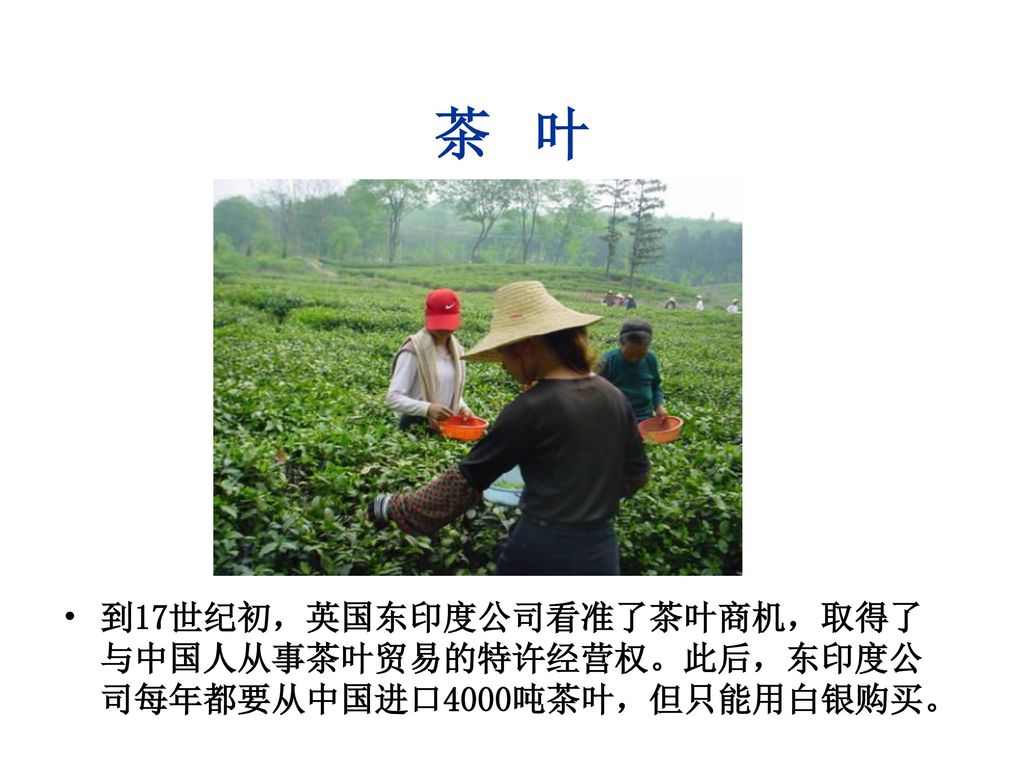 茶 叶 到17世纪初，英国东印度公司看准了茶叶商机，取得了与中国人从事茶叶贸易的特许经营权。此后，东印度公司每年都要从中国进口4000吨茶叶，但只能用白银购买。