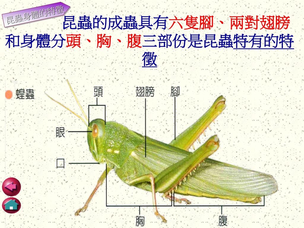 昆蟲的成蟲具有六隻腳、兩對翅膀和身體分頭、胸、腹三部份是昆蟲特有的特徵