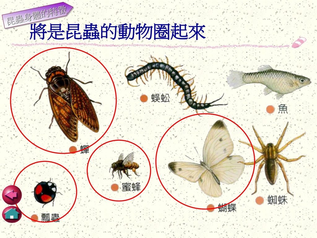 昆蟲身體的特徵 將是昆蟲的動物圈起來