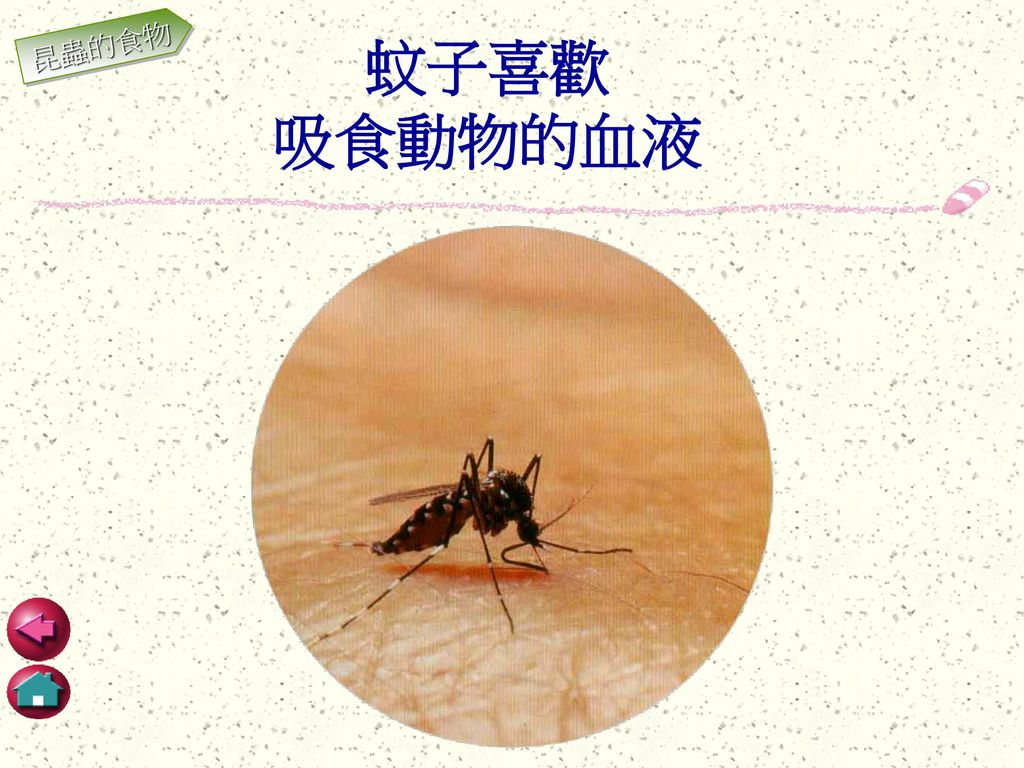 昆蟲的食物 蚊子喜歡 吸食動物的血液