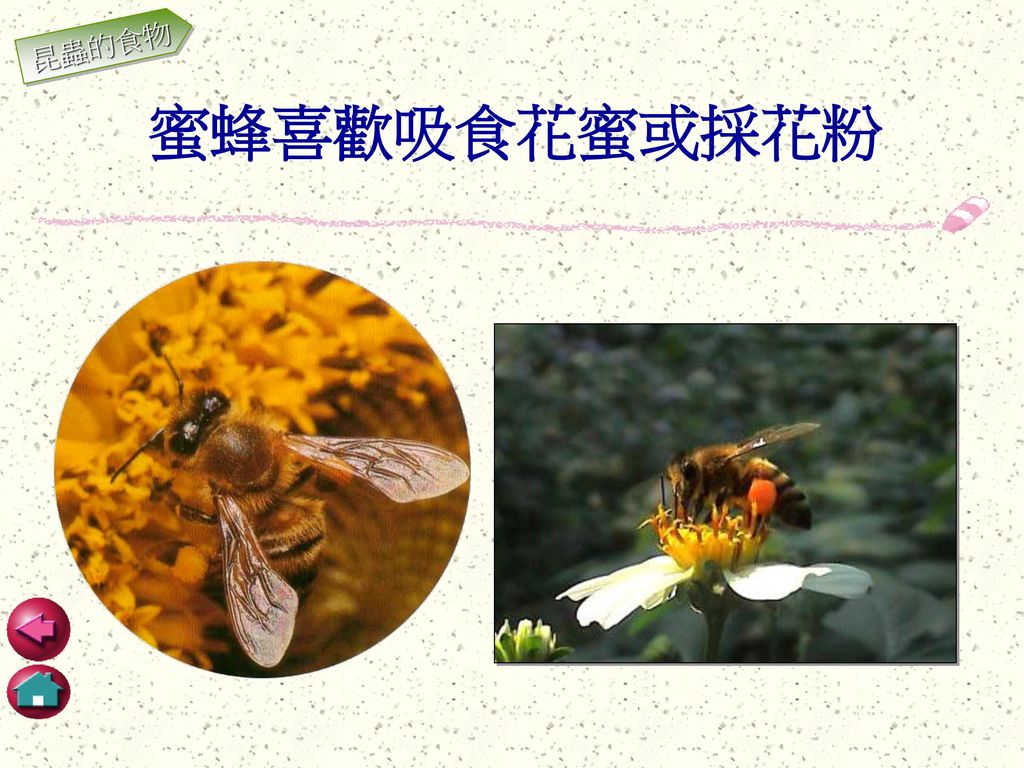 昆蟲的食物 蜜蜂喜歡吸食花蜜或採花粉
