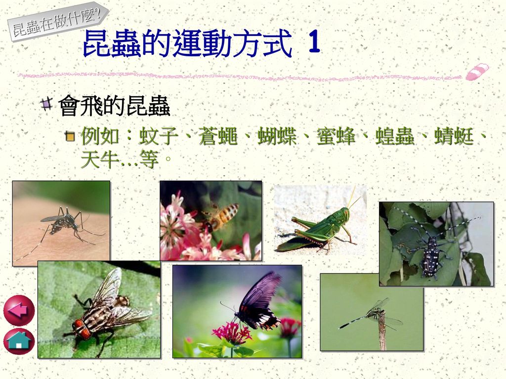 昆蟲在做什麼 昆蟲的運動方式 1 會飛的昆蟲 例如：蚊子、蒼蠅、蝴蝶、蜜蜂、蝗蟲、蜻蜓、天牛…等。