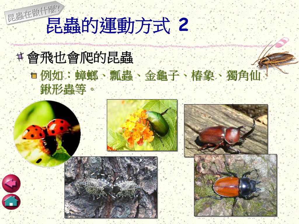 昆蟲在做什麼 昆蟲的運動方式 2 會飛也會爬的昆蟲 例如：蟑螂、瓢蟲、金龜子、椿象、獨角仙、鍬形蟲等。