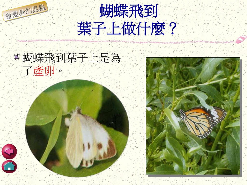 蝴蝶飛到 葉子上做什麼？ 會變身的昆蟲 蝴蝶飛到葉子上是為了產卵。