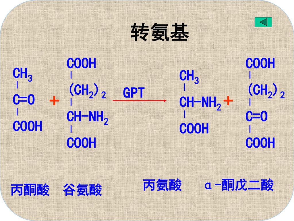 转氨基 + + COOH (CH2)2 CH-NH2 COOH (CH2)2 C=O CH3 C=O COOH CH3 CH-NH2