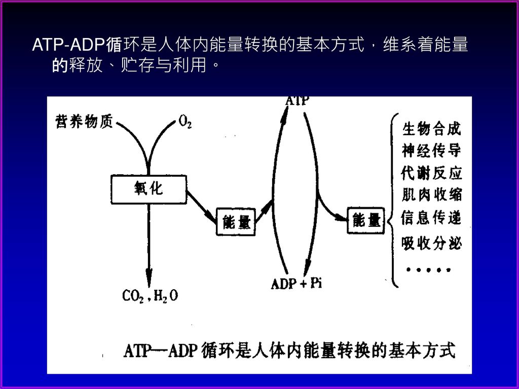 ATP-ADP循环是人体内能量转换的基本方式，维系着能量的释放、贮存与利用。
