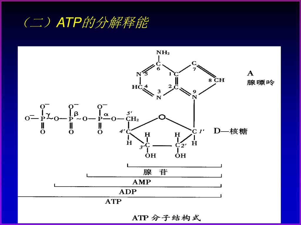 （二）ATP的分解释能