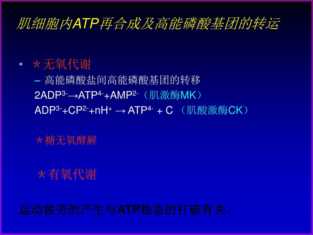 肌细胞内ATP再合成及高能磷酸基团的转运