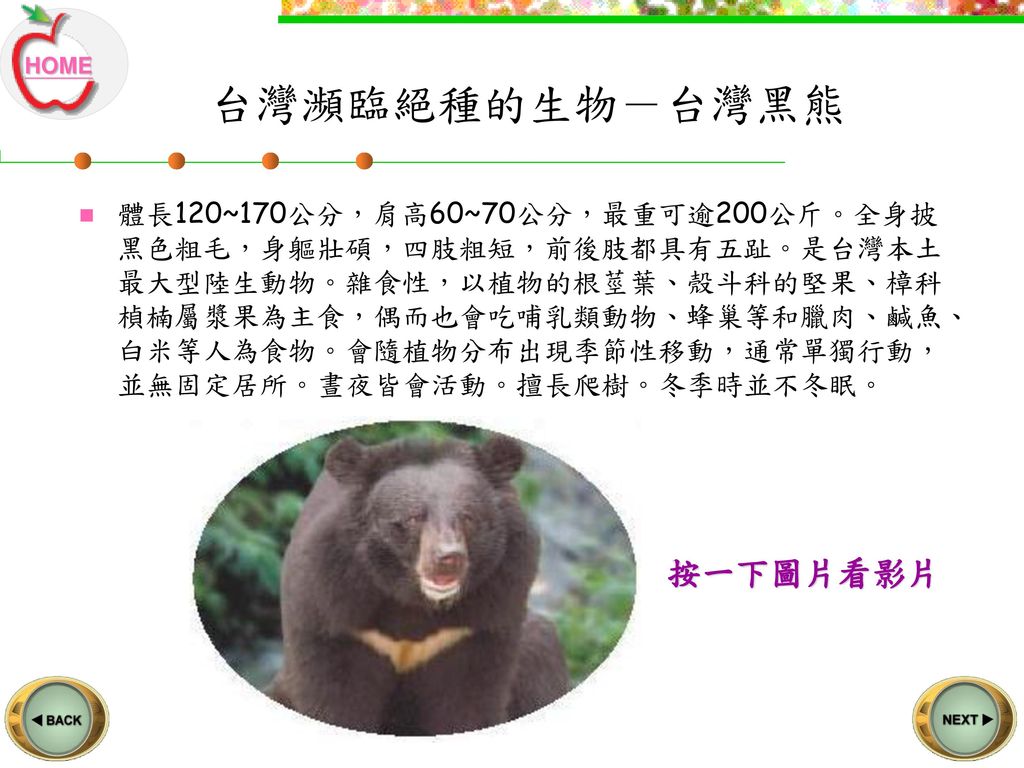 台灣瀕臨絕種的生物－台灣黑熊 按一下圖片看影片